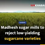 Madhesh sugar mills to reject low-yielding sugarcane varieties