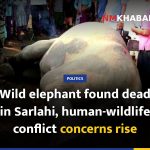 Wild elephant found dead in Sarlahi, human-wildlife conflict concerns rise