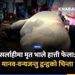 सर्लाही हात्ती मृत्यु